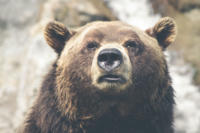 Bull e Bear Market: o que o touro e o urso significam no mercado financeiro? [2022]